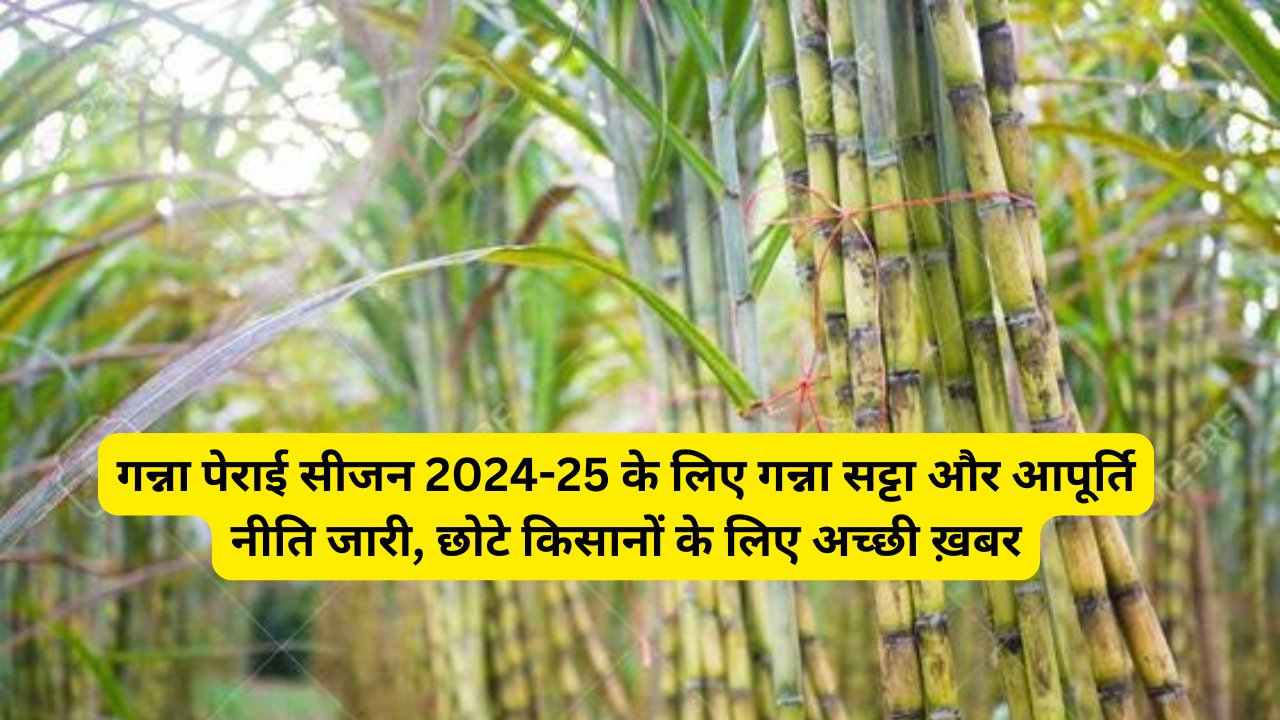 Good News:गन्ना पेराई सीजन 2024-25 के लिए गन्ना सट्टा और आपूर्ति नीति जारी, छोटे किसानों के लिए अच्छी ख़बर